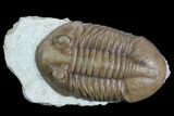 Long, D Asaphus Plautini Trilobite Fossil - Russia #125671-1